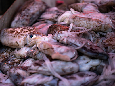 Squid & Cuttlefish